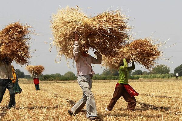 A few men carry bundles of wheat across a field.